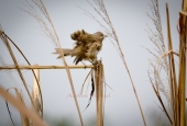 IIP Online Student Photography